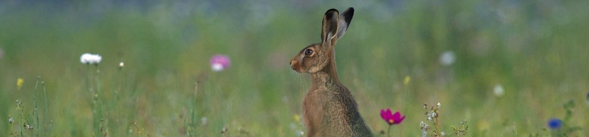 The Hare Preservation Trust