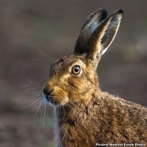 Hare close up