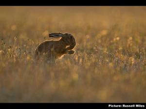Back lit hare