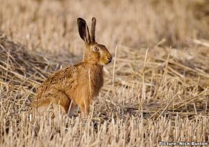 Hare in a cornfield