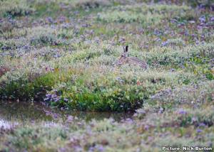 Hare in purple flowers